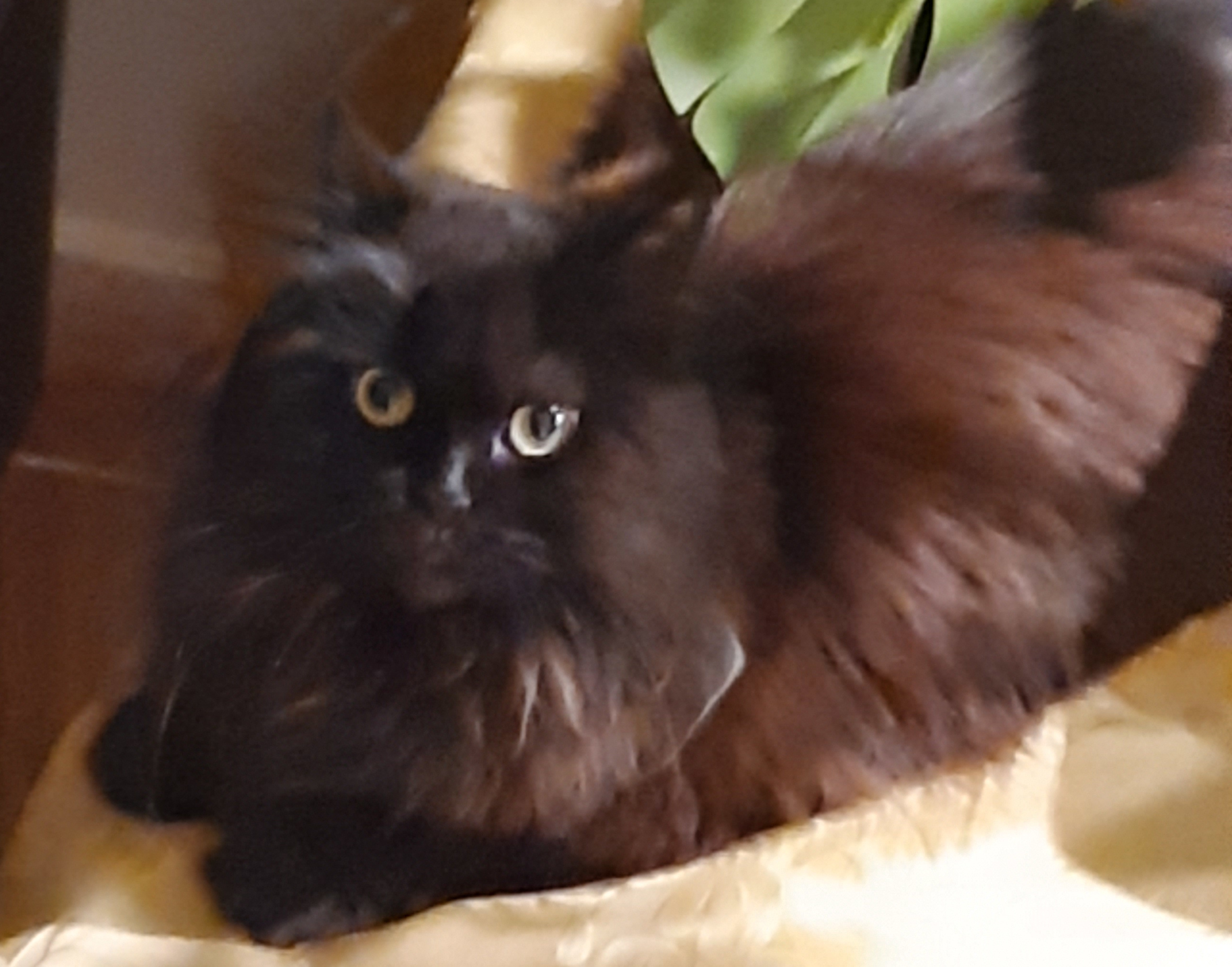 cat